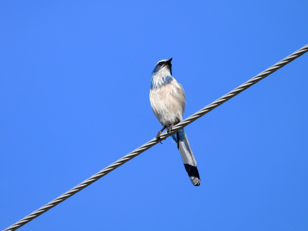 Florida Scrub Jay II 1-18-23