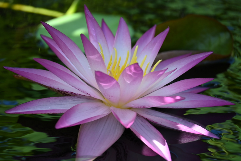 Pink Water Lily I 7-17-25