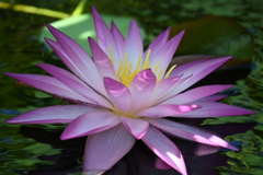 Pink Water Lily I 7-17-25
