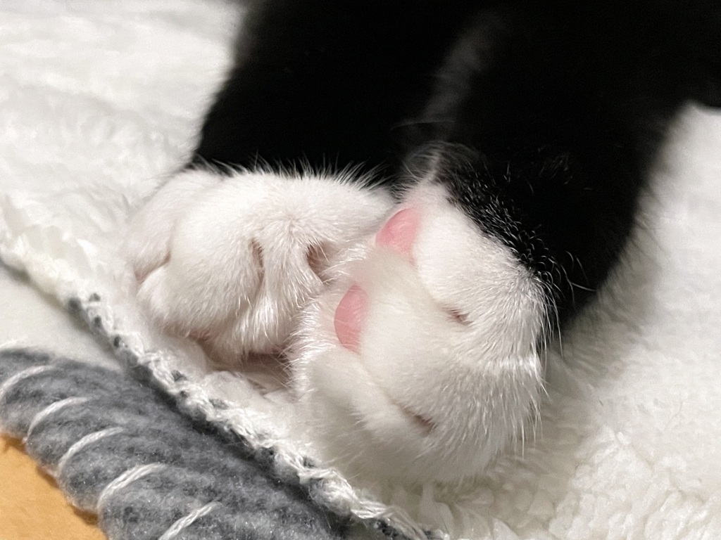 Paws 11-30-24