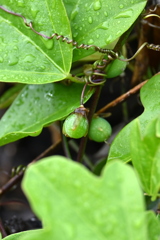 Still Green 9-18-25