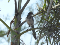 Florida Scrub Jay No2-II 5-11-23