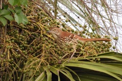 Brown Thrasher II 9-26-23