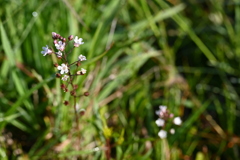 Samolus ebracteatus 3-20-25