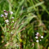 Samolus ebracteatus 3-20-25