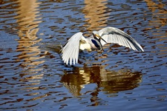 Flying Again 11-18-25