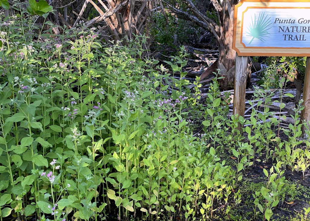 Pluchea odorata 6-25-25