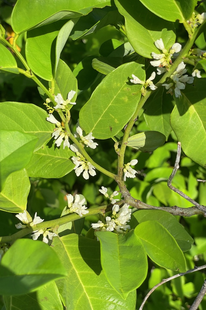 Dalbergia ecastaphyllum 9-4-23