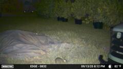 Rabbit 9-13-25