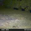 Rabbit 9-13-25