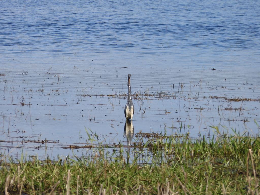 Tricolored Heron II 1-2-23