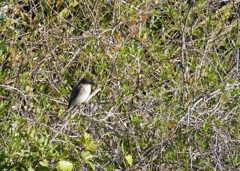 Eastern Phoebe IV 2-21-24