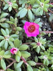 Pink Purslane 4-6-23