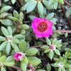 Pink Purslane 4-6-23