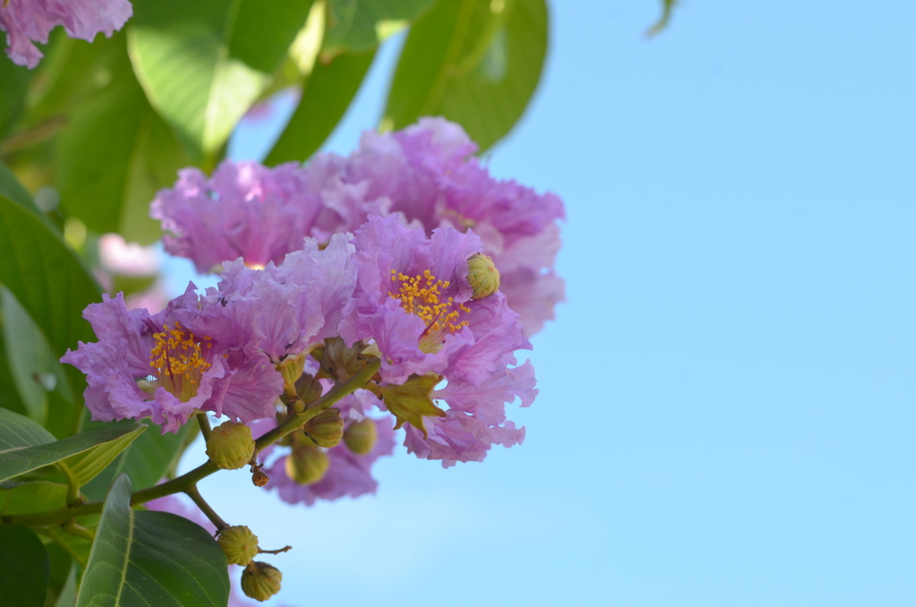 Queen's Crepe Myrtle II 6-14-23