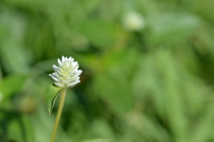 Gomphrena serrata II 7-9-25