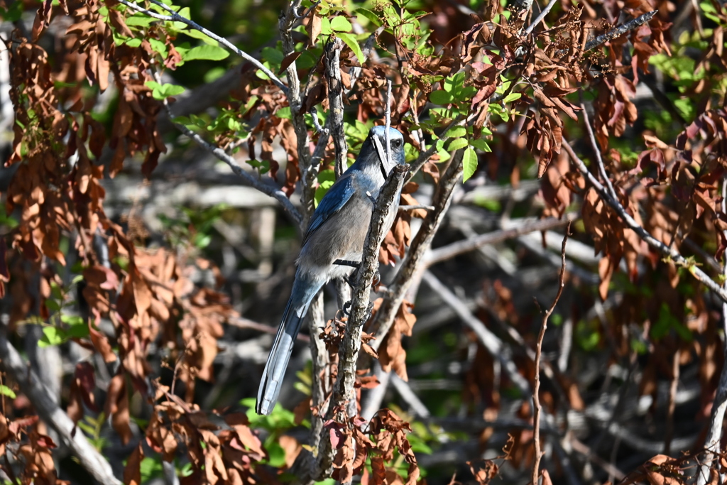 見つめ合う　11-8-24