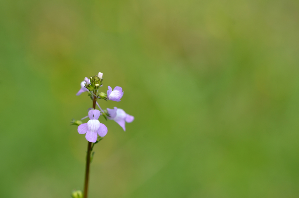 Blue Toadflax 3-7-24
