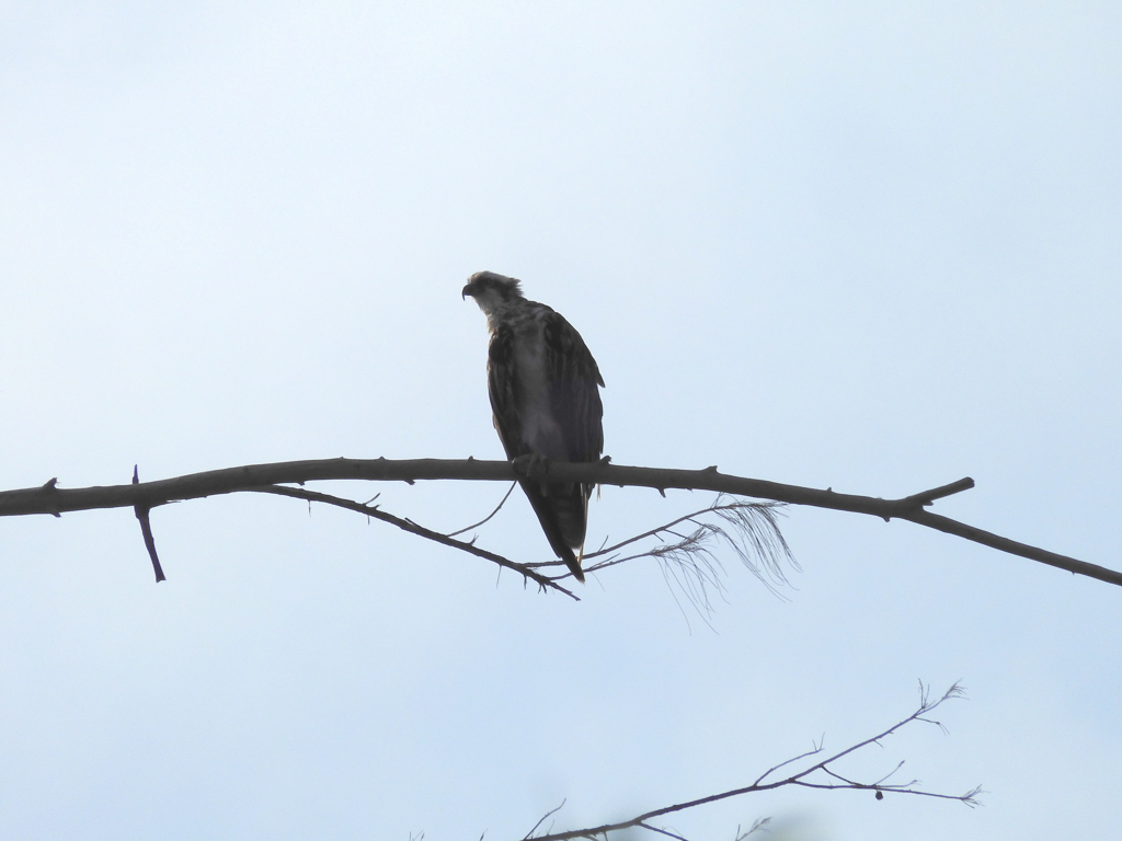 Osprey II 8-3-23