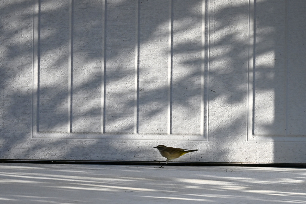 Hopping 11-6-24