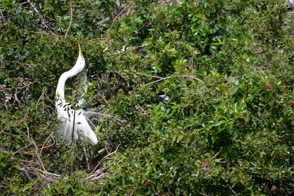 Great Egret Showing Off I 3-5-24