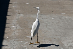 Snowy Egret No3 3-26-25