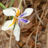 Dietes iridioides 7-25-23