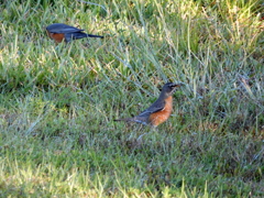 2 American Robins 1-11-23