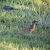 2 American Robins 1-11-23