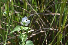 Virginia Saltmarsh Mallow II 7-17-25