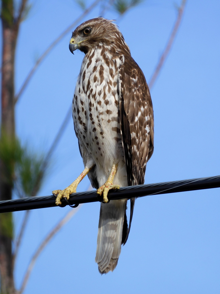 Red Shoulder Hawk IV 11-24-23