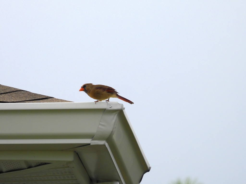 Female Northern Cardinal II 9-30-23