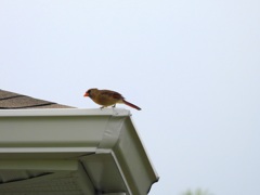Female Northern Cardinal II 9-30-23