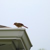 Female Northern Cardinal II 9-30-23