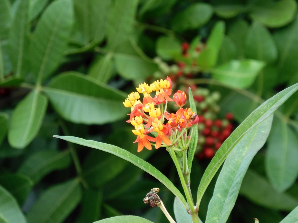 Tropical Milkweed 11-24-23