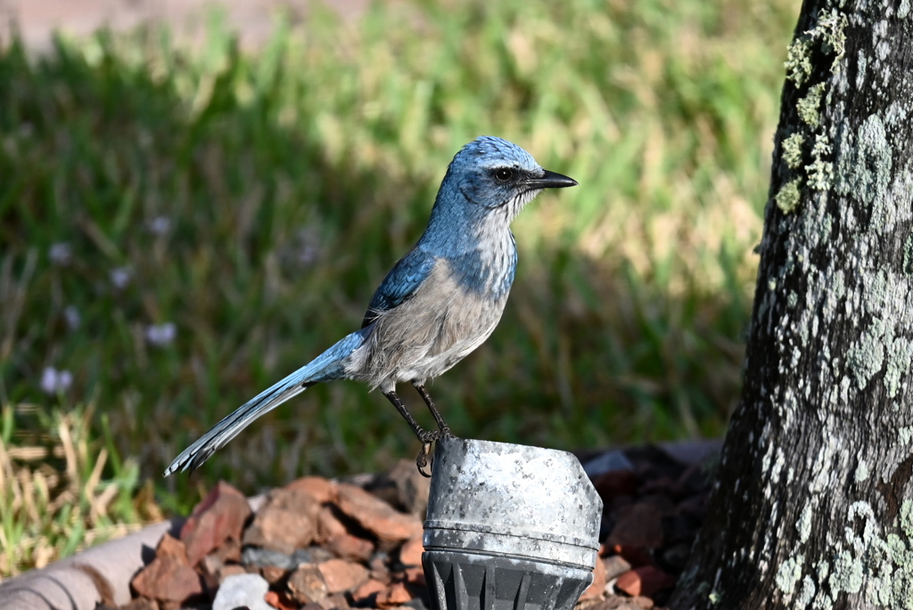 Florida Scrub Jay 11-6-24
