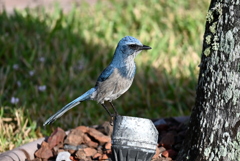 Florida Scrub Jay 11-6-24