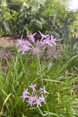 Tulbaghia violacea 7-25-23