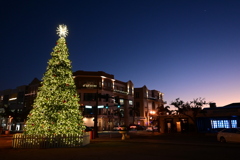 Punta Gorda Christmas Tree 12-12-24