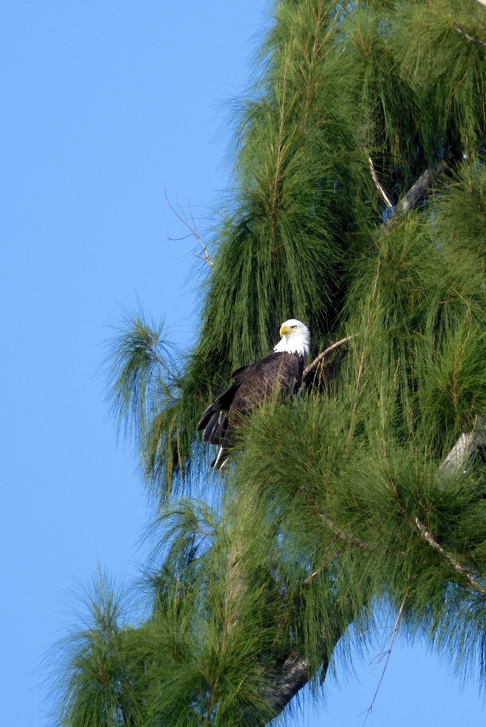 Bald Eagle I 9-19-23