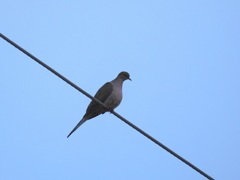 Mourning Dove III 9-30-23