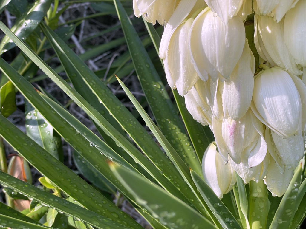 Yucca II 7-6-24
