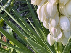 Yucca II 7-6-24