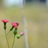 By the Houses 2-4-24