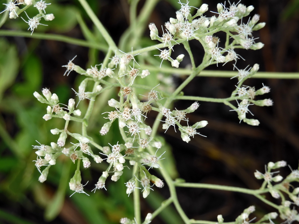 Eupatorium mikanioides II 8-29-23