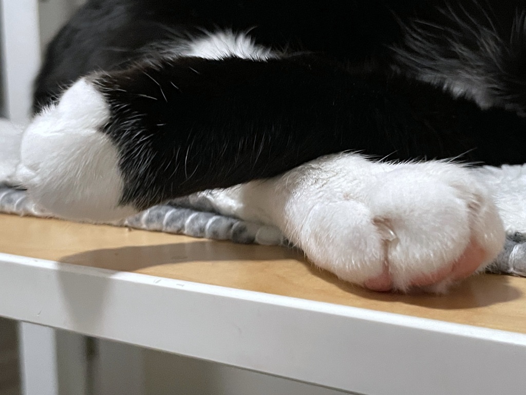 Left Paw and Right Toe 11-30-24