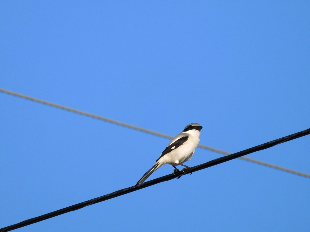 Loggerhead shrike I 1-3-23