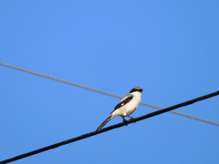 Loggerhead shrike I 1-3-23