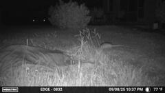 Armadillo 9-8-25