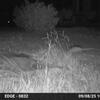 Armadillo 9-8-25